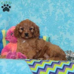 Whipoorwill, Cavapoo Puppy